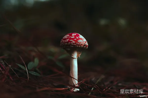 高清摄影 白红蘑菇