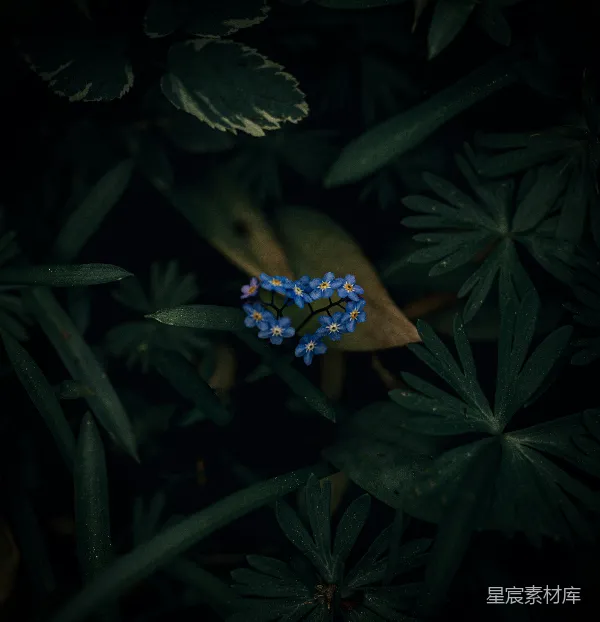 高清摄影 一朵小蓝花周围环绕着绿色的叶子