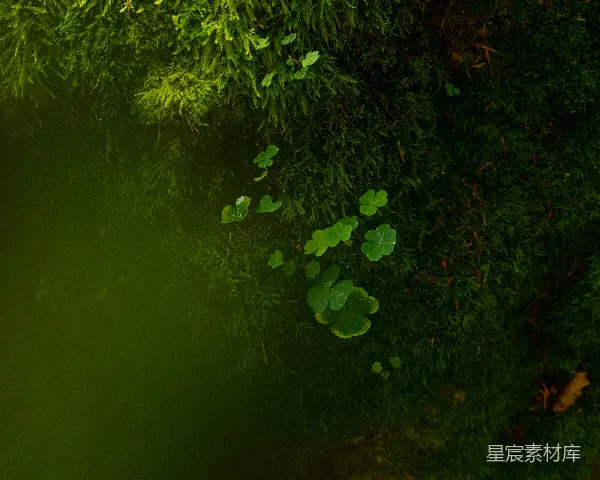 高清摄影 一棵绿植的特写镜头，叶片清晰可见