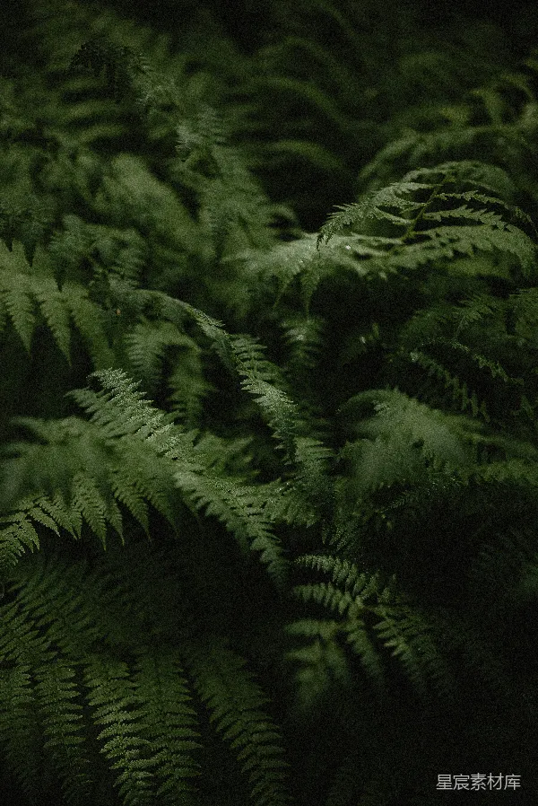 高清摄影 一束绿色植物的特写