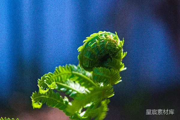 高清摄影 绿色叶片植物的焦点选取摄影作品