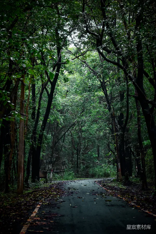 高清摄影 一条空旷的道路被树木和落叶环绕着