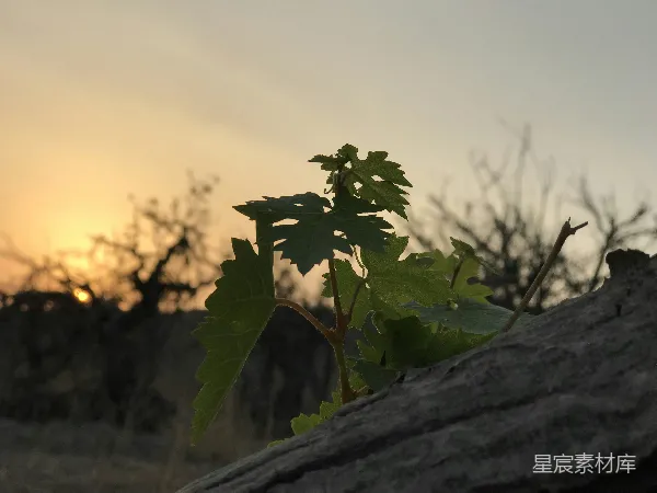 高清摄影 一块植物从岩石裂缝中生长出来