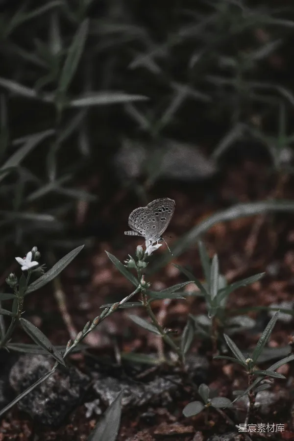 高清摄影 花上的蝴蝶