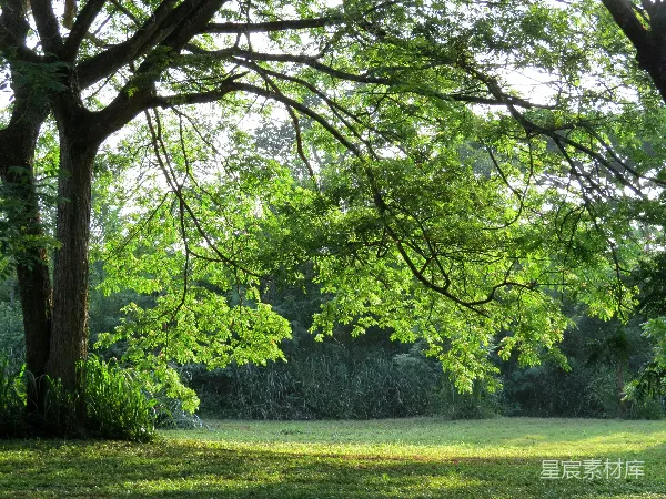 高清摄影 绿草丛中夹杂着绿色的树木