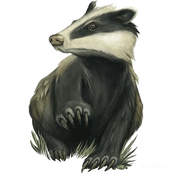 元素素材 手绘獾