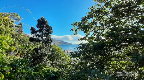 高清摄影 绿树近河处，蓝天白云映日间。