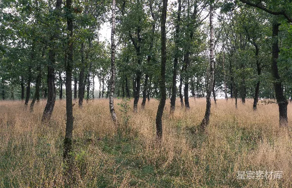 高清摄影 绿草和褐草地场