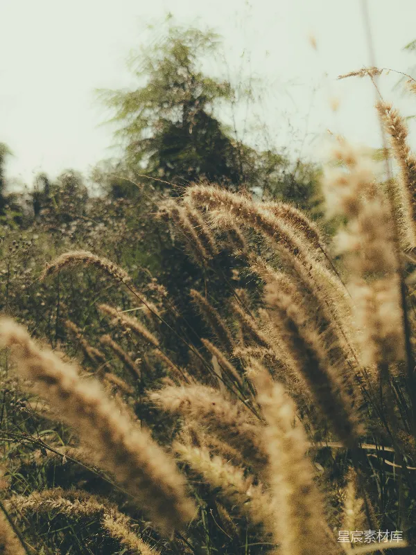 高清摄影 背景中的高草丛和几棵树