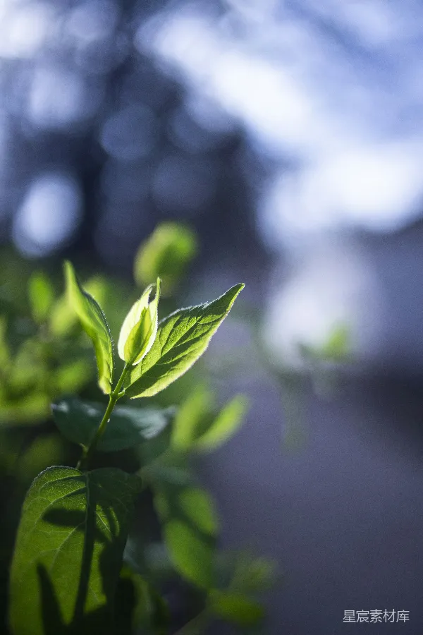高清摄影 绿色叶子在近景摄影中的植物展示