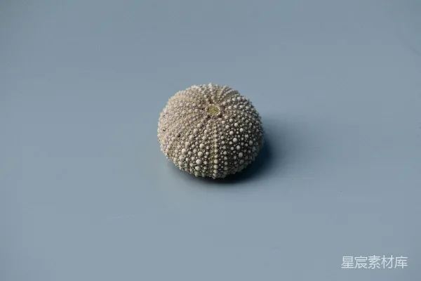 高清摄影 圆型浅棕色邮票夹