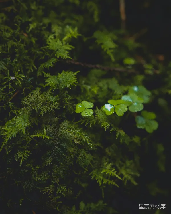 高清摄影 一棵树的特写照片，树叶是绿色的。