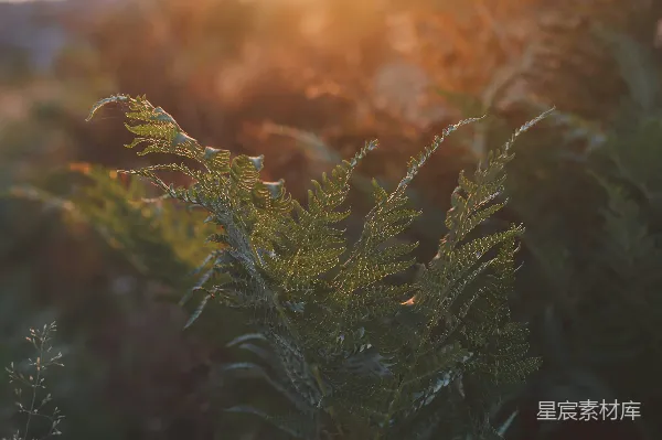 高清摄影 焦点拍摄的蕨类植物照片