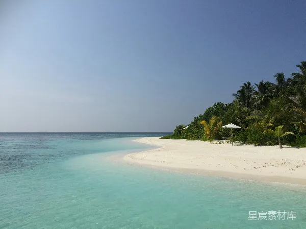 高清摄影 海边的棕榈树