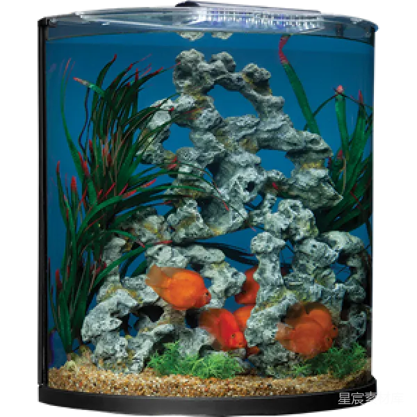 元素素材 小型水族箱中的热带鱼