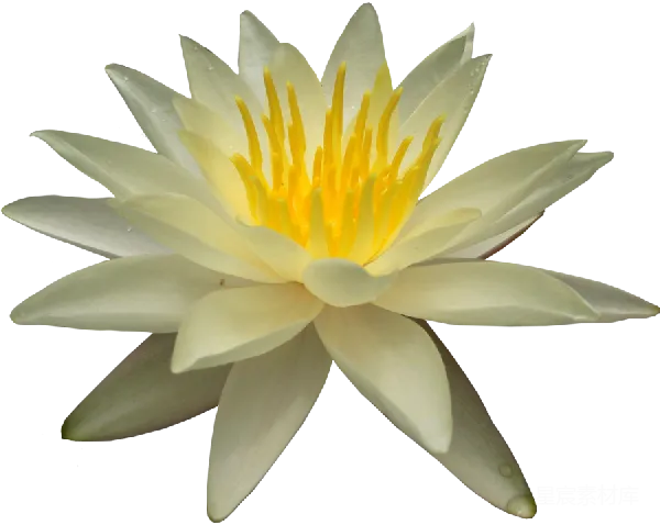 元素素材 盛开的白色莲花