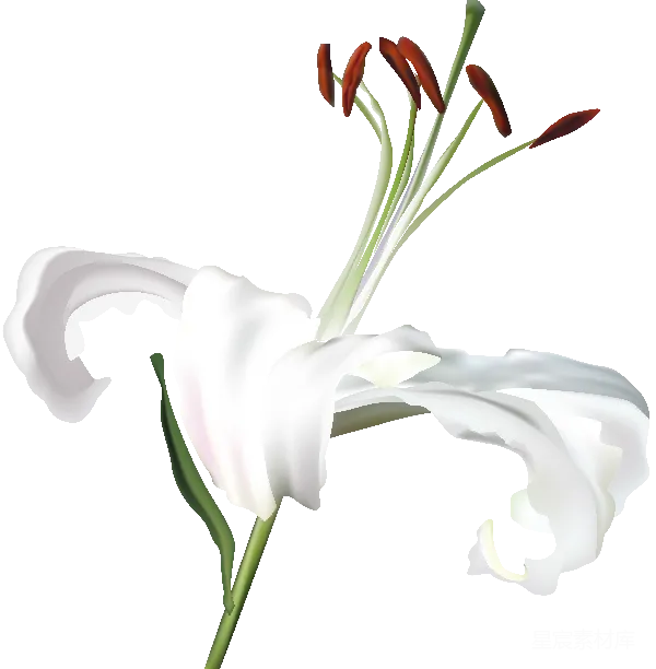 元素素材 白色百合花
