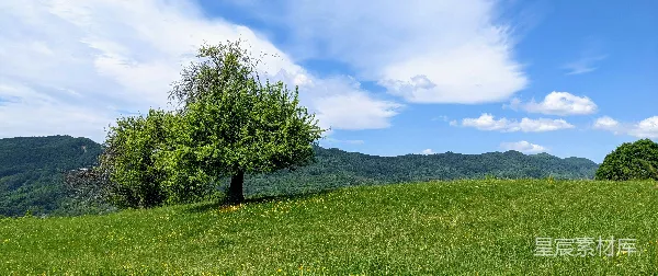 高清摄影 山坡上一棵孤独的树，背景是山峦。