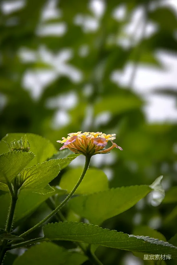 高清摄影 一朵坐在一些叶子中间的花