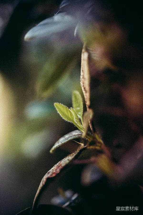 高清摄影 绿叶植物