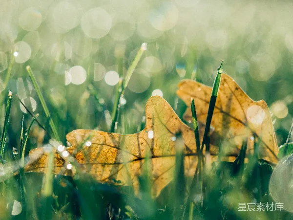 高清摄影 棕色的落叶落在绿色的草地上