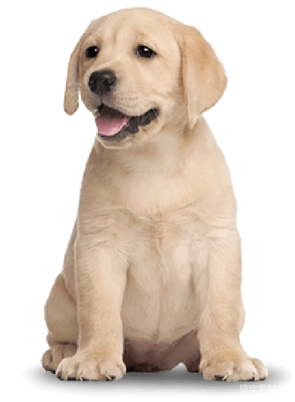 元素素材 金毛幼犬萌宠写真