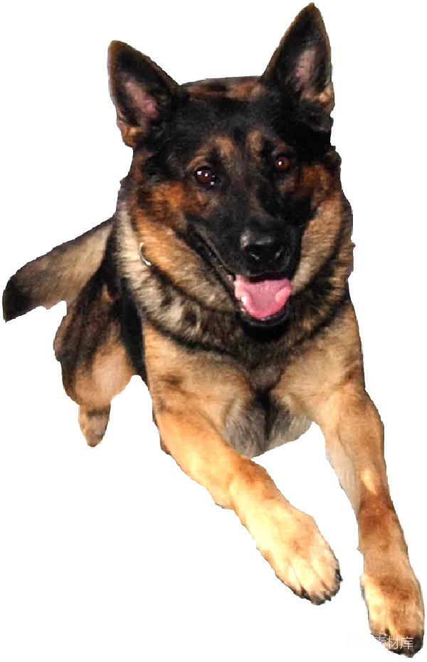 元素素材 德国牧羊犬的微笑
