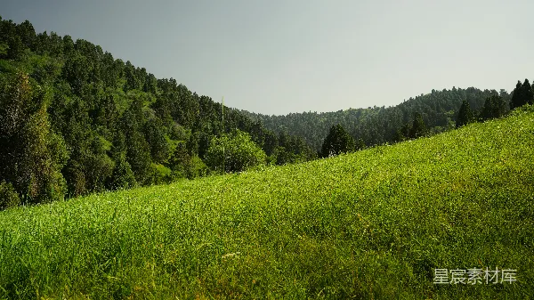 高清摄影 草地山坡向着一片茂密的绿色森林倾斜。