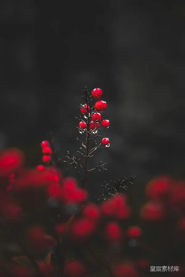 高清摄影 倾斜透视镜头下的红色花朵