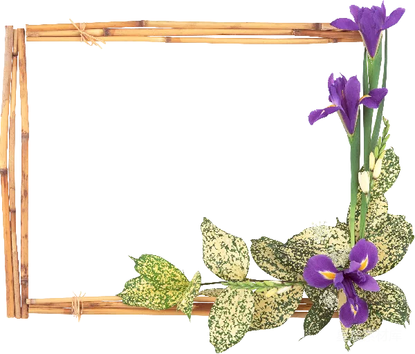 元素素材 竹框与紫色鸢尾花的装饰边框