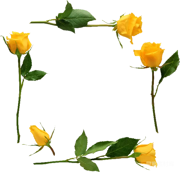 元素素材 黄色玫瑰花束