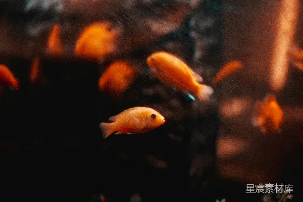 高清摄影 橙白相间鱼在水中