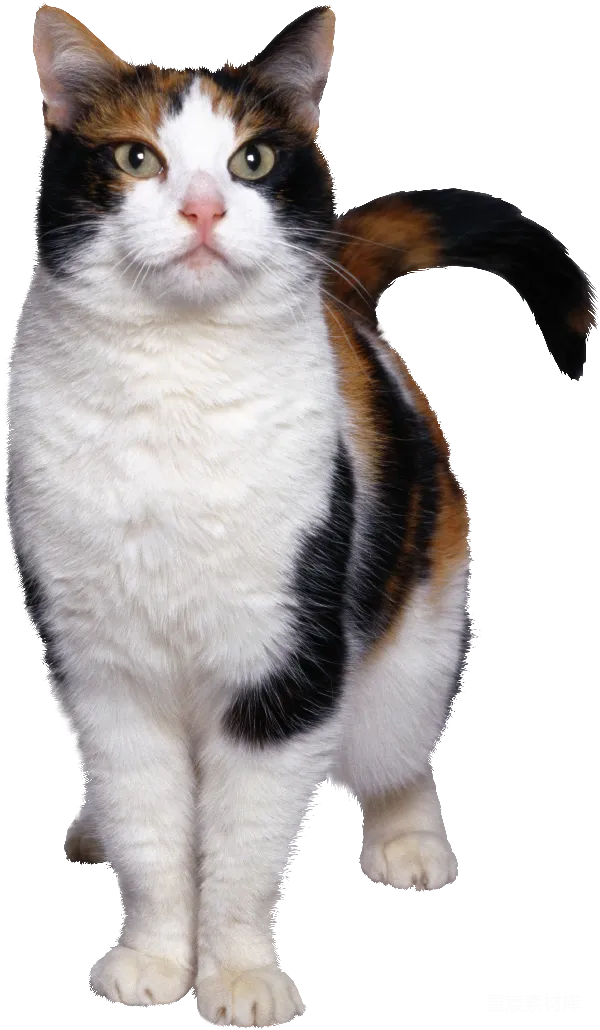 元素素材 三色猫