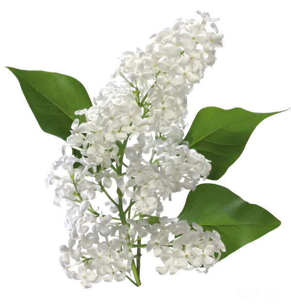 元素素材 白色丁香花