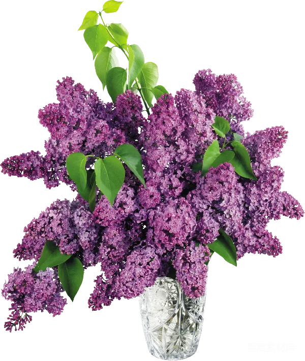 元素素材 紫色丁香花束插图