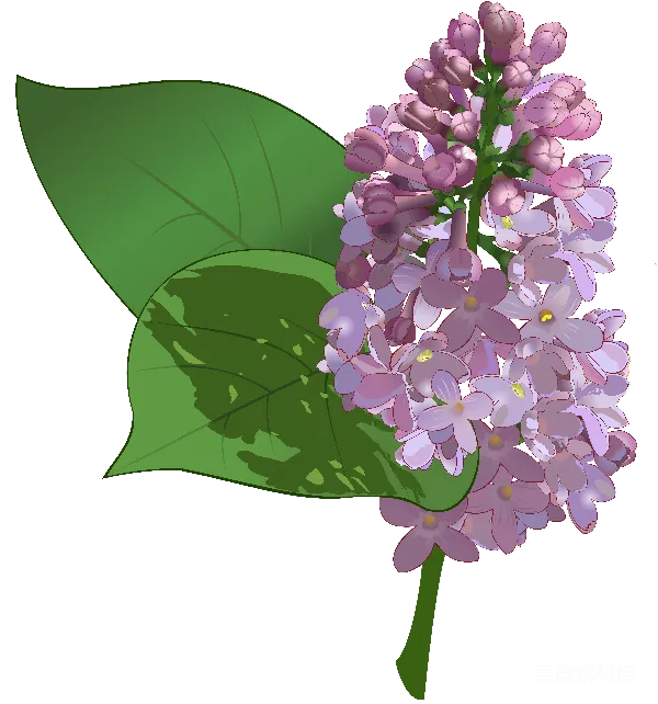 元素素材 紫色丁香花插图