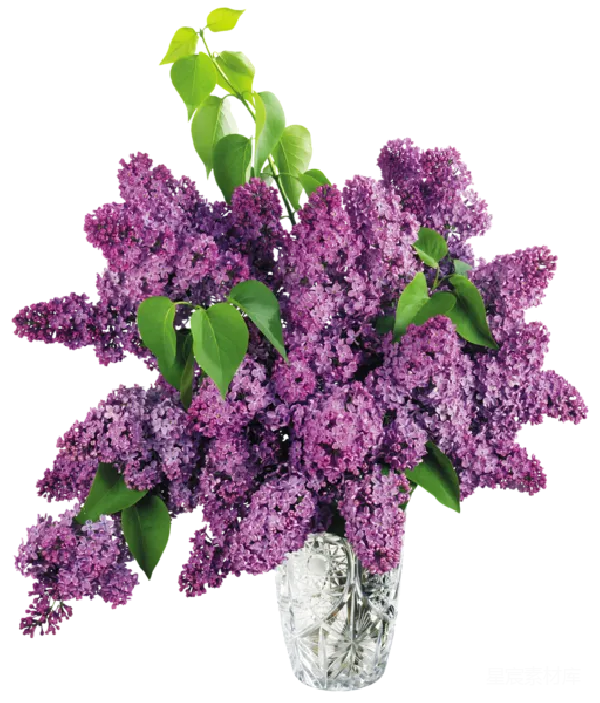 元素素材 紫色丁香花束插图