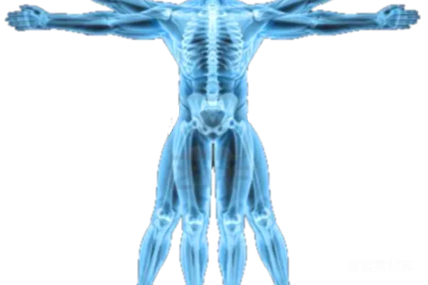 元素素材 人体骨骼透视图