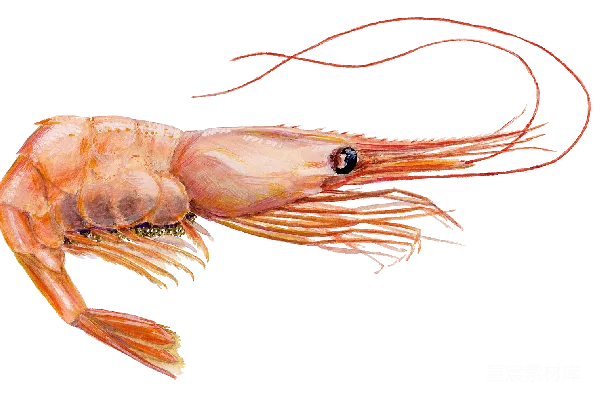元素素材 虾