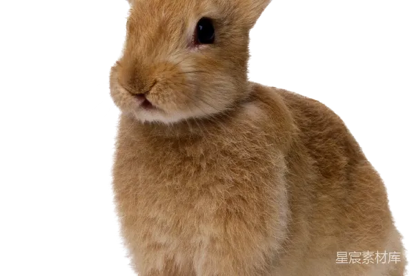 元素素材 兔子