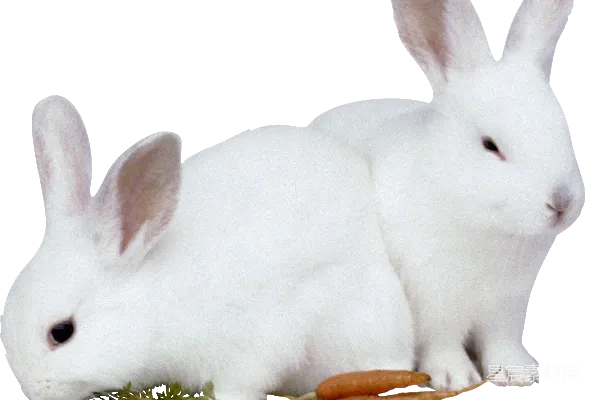 元素素材 兔子