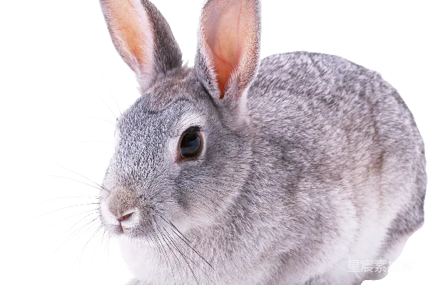 元素素材 兔子