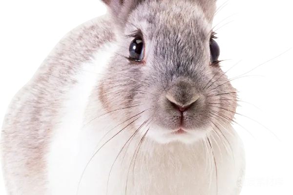 元素素材 兔子