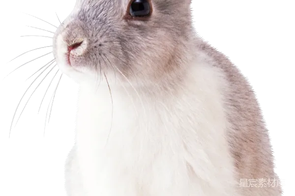 元素素材 兔子