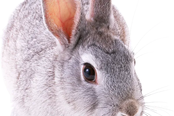 元素素材 兔子
