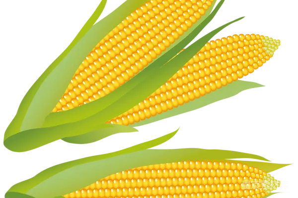 元素素材 玉米插图