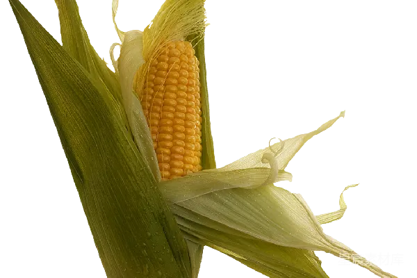 元素素材 玉米