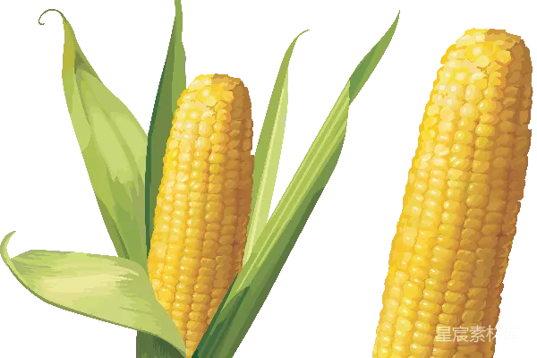 元素素材 玉米插图