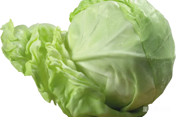 元素素材 白菜