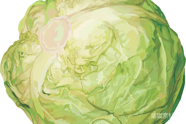 元素素材 白菜